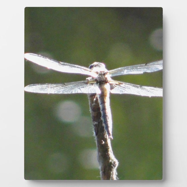 Plaque Photo libellule gris clair (Devant)
