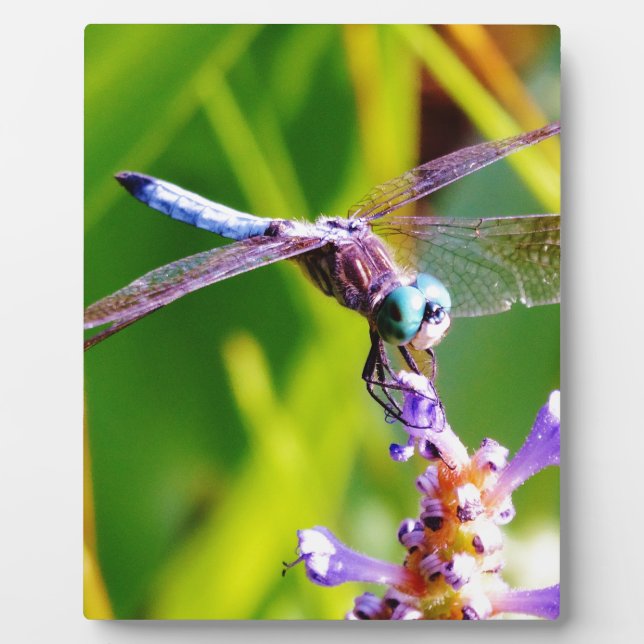Plaque Photo libellule turquoise et violette (Devant)