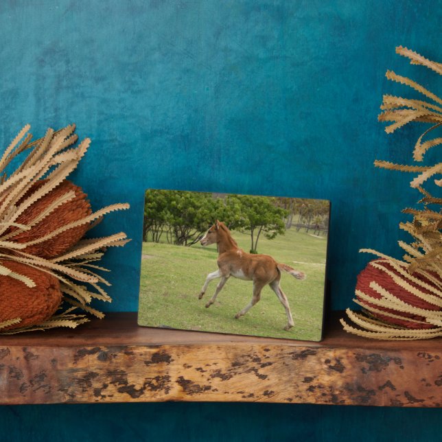 Plaque Photo L'île de Pâques aka Rapa Nui (Côté)