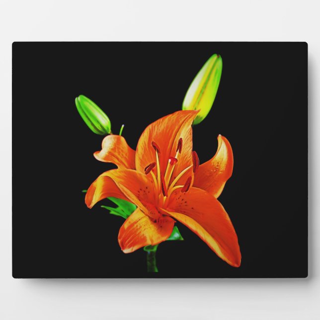 Plaque Photo Lily Orange Sur Fond Noir (Devant)