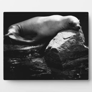 Plaque Photo Lion de mer dormant .1781