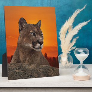 Plaque Photo Lion de montagne au coucher du soleil