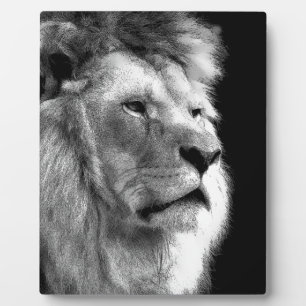 Plaque Photo Lion noir blanc