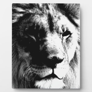 Plaque Photo Lion noir et blanc