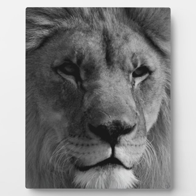Plaque Photo Lion noir et blanc (Devant)