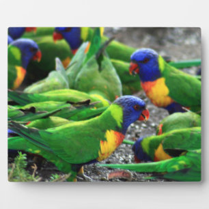 Plaque Photo Lorikees arc-en-ciel australiens