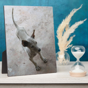 Plaque Photo Luk Maa ... Chien chiot thaïlandais Soi