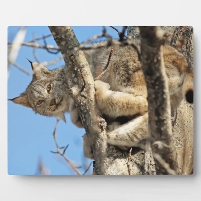 Plaque Photo Lynx espiègle (Devant)