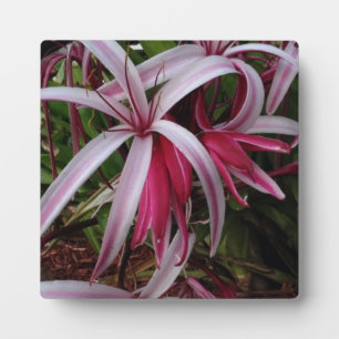 Plaque Photo Lys de Crinum violet de la reine Emma