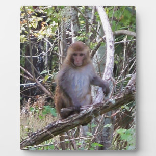 Plaque Photo macaque rhésus