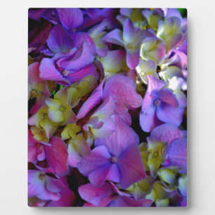 Plaque Photo Magenta Purple bleu jaune Hydrangeas fleurs