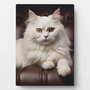 Plaque Photo Majestic white cat