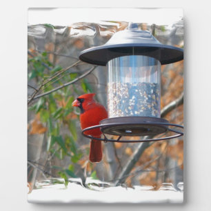 Plaque Photo Male Cardinal