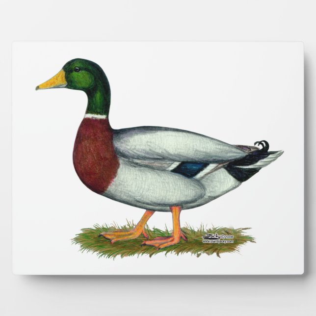 Plaque Photo Mallard Duck Drake (Devant)