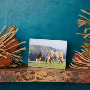 Plaque Photo Mare avec Foal, îles Shetland, Ecosse