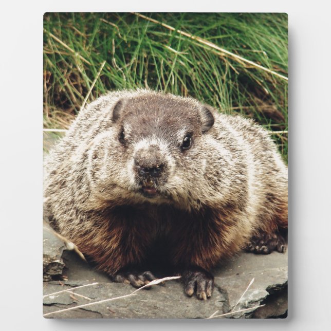Plaque Photo Marmotte (Devant)