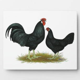 Plaque Photo Marsh Daisy Chickens