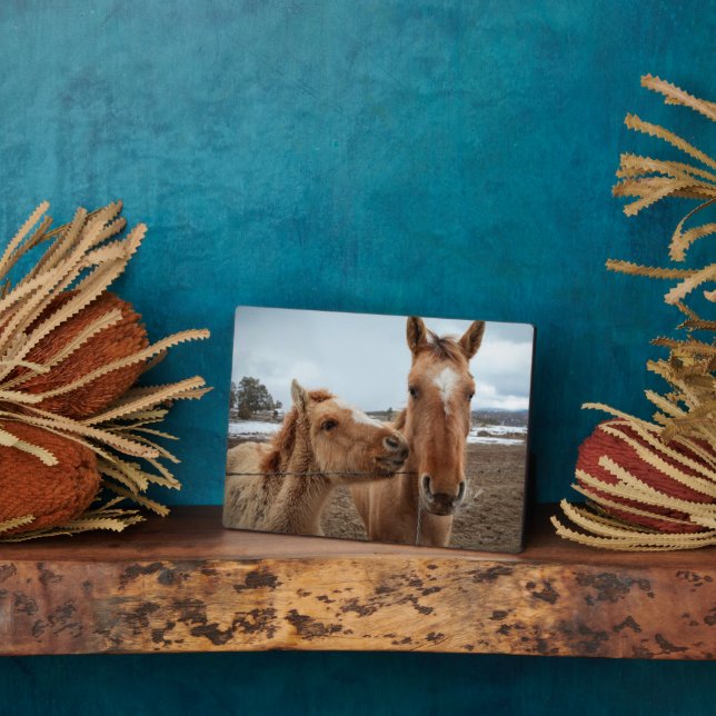 Plaque Photo Mère Cheval et poulain (Côté)