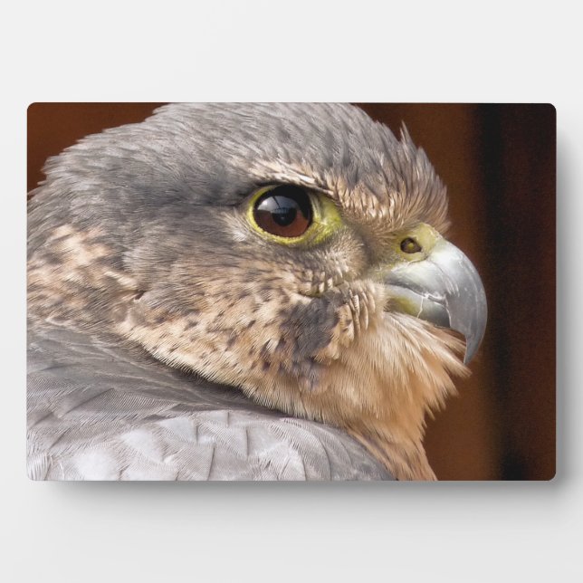 PLAQUE PHOTO MERLIN FALCON OISEAU DE PREY (Devant)