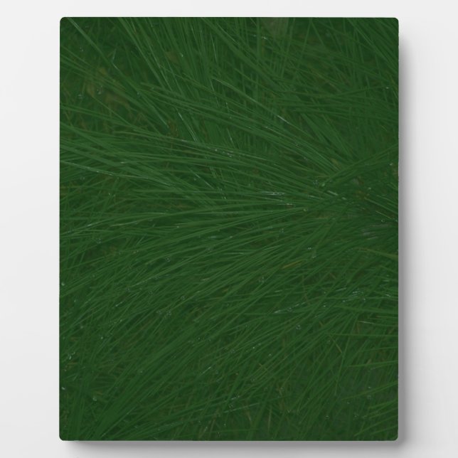 Plaque Photo Merry Christmas Pine Tree Close (Devant)