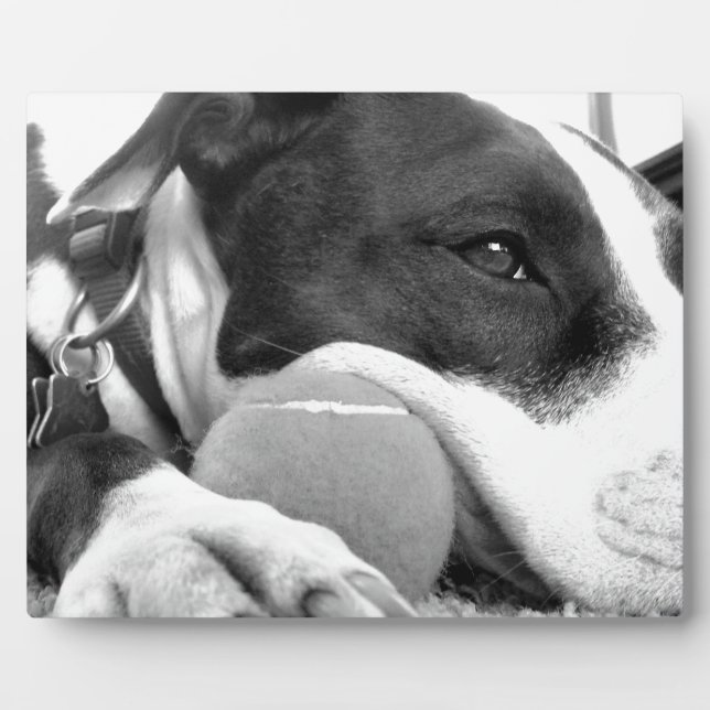 Plaque Photo mignon chien pitbulle à l'air triste noir blanc av (Devant)
