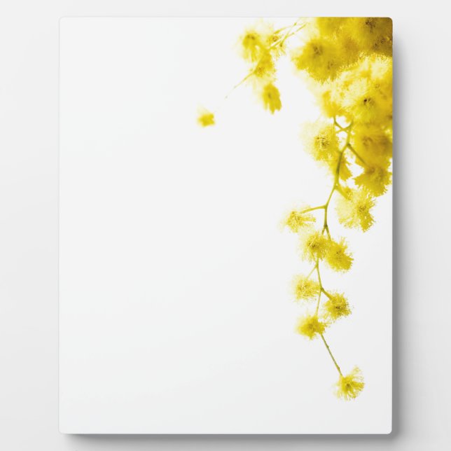 Plaque Photo Mimosa (Devant)