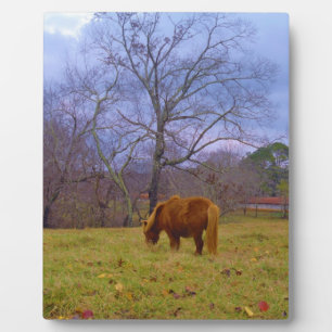 Plaque Photo Miniature brun cheval bleu ciel