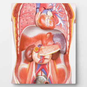 Plaque Photo Modèle du corps du torse humain avec organes