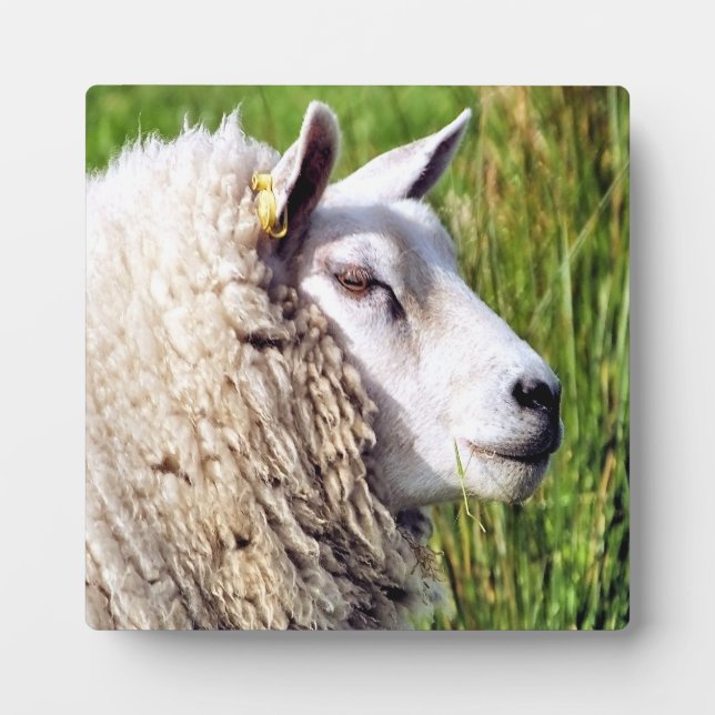 PLAQUE PHOTO MOQUETTE (Devant)