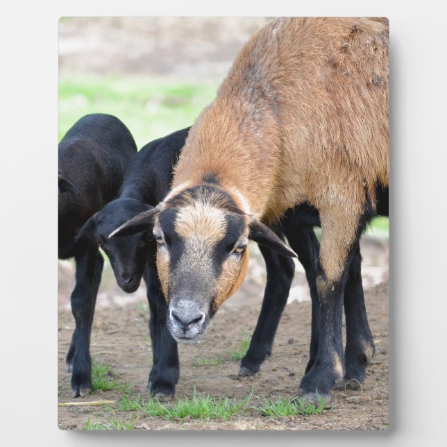 Plaque Photo Moutons au Cameroun avec agneaux (Devant)