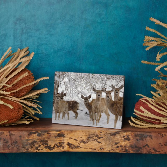 Plaque Photo Mule Deer Wyoming (Côté)