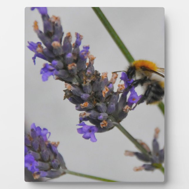 Plaque Photo Natures de merveilleux travailleurs (Devant)