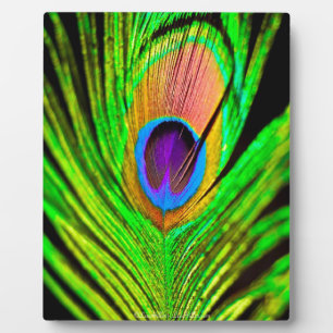 Plaque Photo Neon Colors Peacock Feather