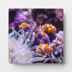 Plaque Photo Ocellaris clownfish   Amphiprion ocellaris