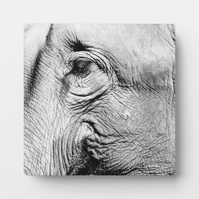 Plaque Photo Oeil des éléphants, 2017 (Devant)