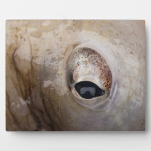 Plaque Photo OEil octopique