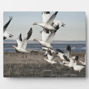 Plaque Photo Oies des neiges volantes