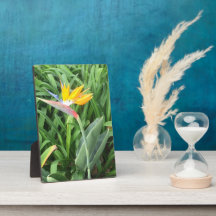 Oiseau de plante paradisiaque (Strelitzia)