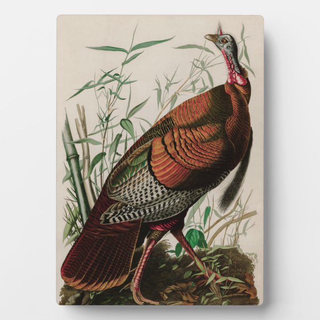 Plaque Photo Oiseaux sauvages de Turquie d'Amérique Audubon Imp (Devant)