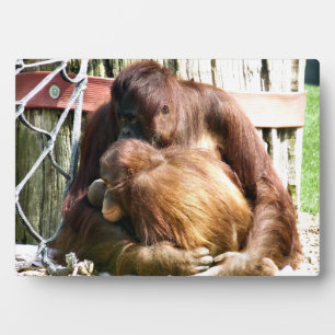 PLAQUE PHOTO ORANGUTANS