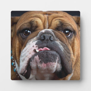 Plaque Photo Oreillers à lancer de Bulldog anglais