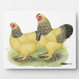 Plaque Photo Paire Brahma Buff