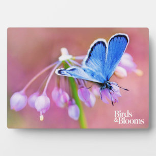 Plaque Photo Papillon Azure
