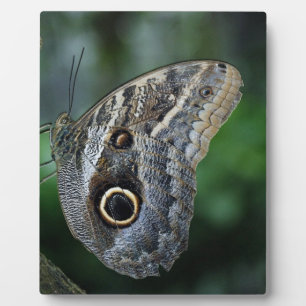 Plaque Photo Papillon Caligo Eurilochus Incroyable