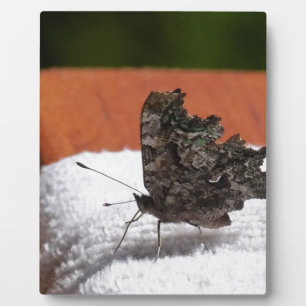 Plaque Photo Papillon camouflage foncé