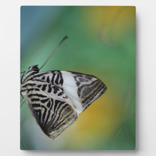 Plaque Photo Papillon de tigre noir et blanc