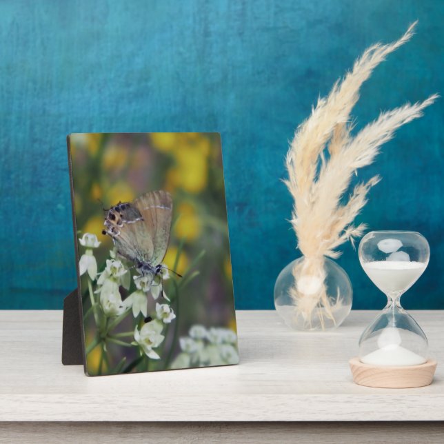 Plaque Photo Papillon d'hespérie sur une fleur (Côté)