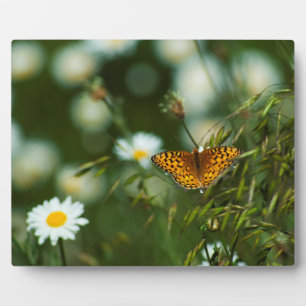 Plaque Photo Papillon Fritillaire du Pacifique