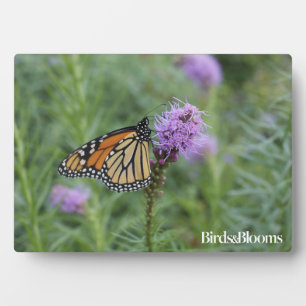 Plaque Photo Papillon monarque