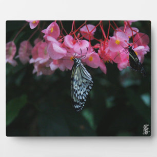 Plaque Photo Papillon suspendu aux fleurs